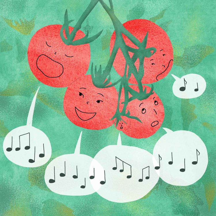 cover art for 🍅 Le chant des tomates