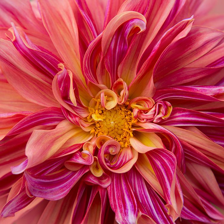 cover art for Kathleen Clemons - Flower Landscape Photography