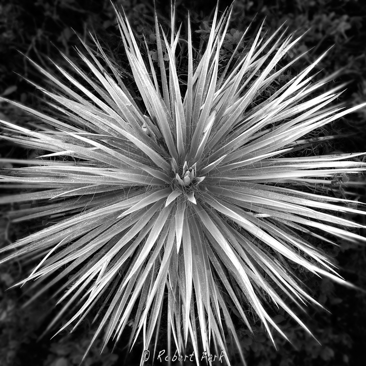 cover art for Robert Park from Nevada Art Printers - Lumachrome Prints in Landscape Photography