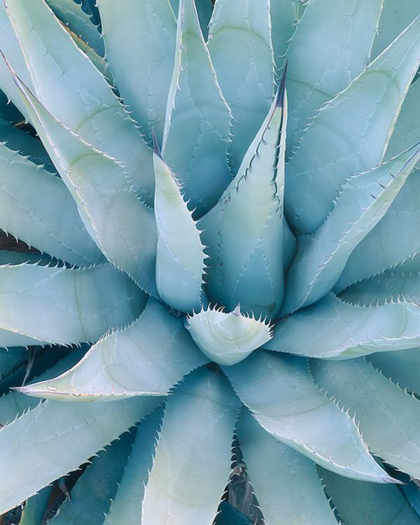 cover art for Adam Gibbs - International Landscape Photographer of the Year 2018