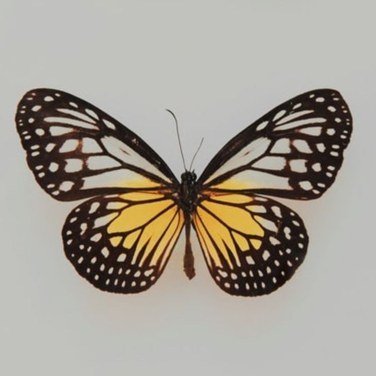 cover art for Shane - Drugs, Divorce & Door-knocking