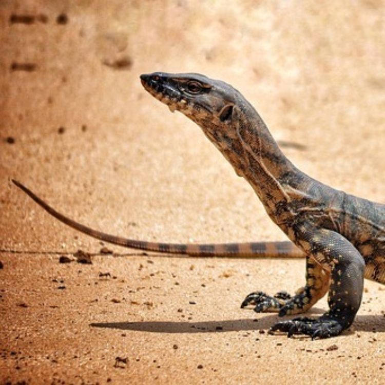 cover art for Eli - A Year in Alice