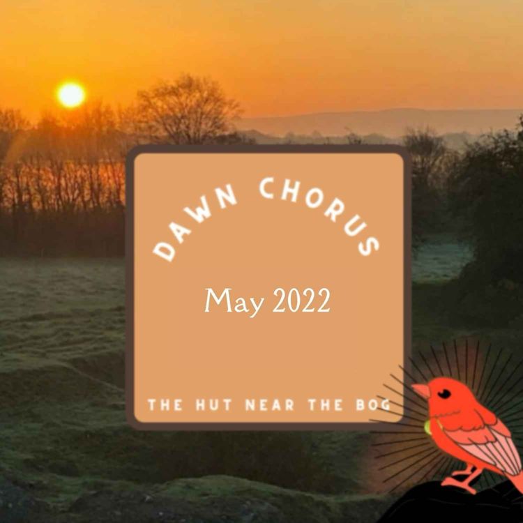 cover art for Dawn chorus at the hut (May 2022) 