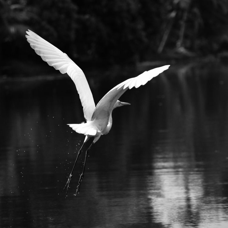 cover art for LE TERREAU 