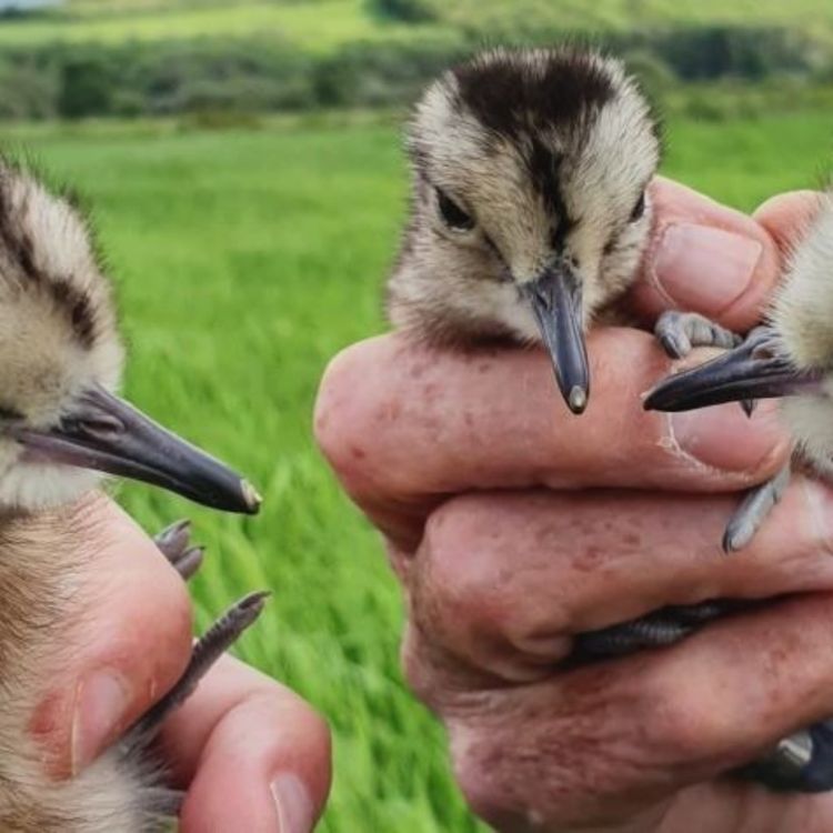 cover art for A Passion For Curlews