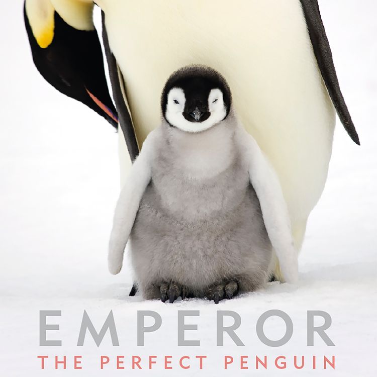 cover art for Sue Flood - Photographer