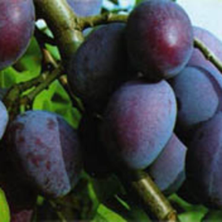 cover art for Zwetschgen nach Bier