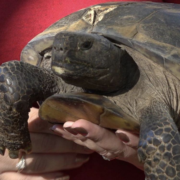 cover art for Reptile Rehab