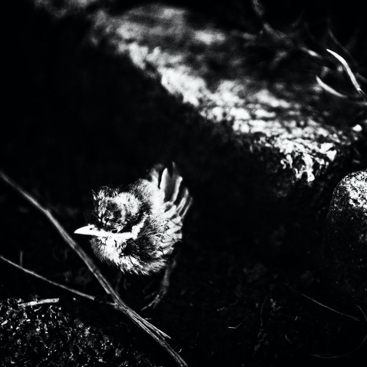 cover art for Begynnelser om første gang