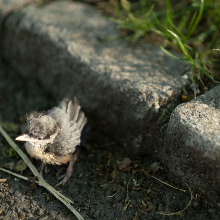 cover art for Beginnings of first times