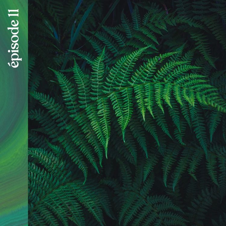 cover art for #11 — À la recherche des plantes sauvages de Nouvelle-Zélande, avec Vincent Piton