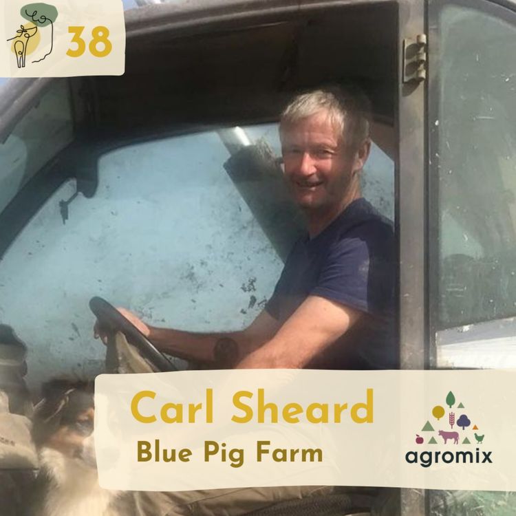 cover art for #38 Understanding a EU funded pig agroforestry system with Carl Sheard
