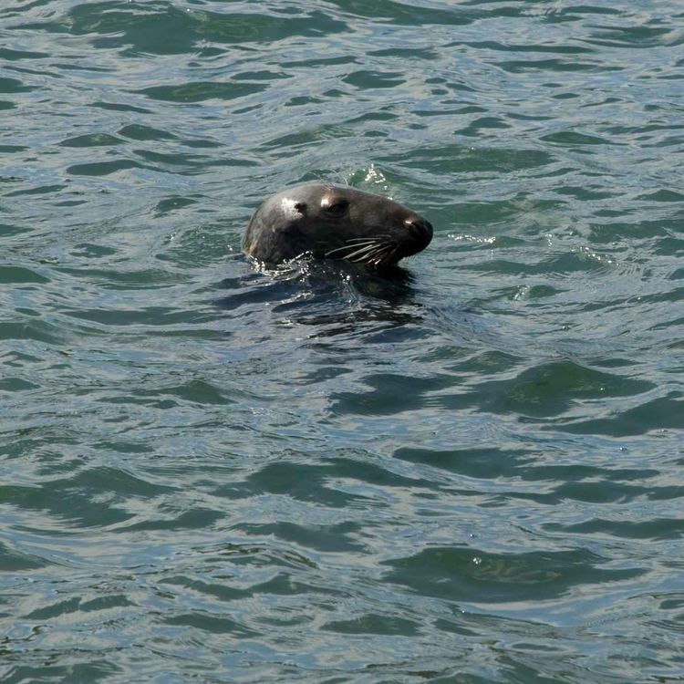 cover art for 07. Seals - East Pier Heritage Trail