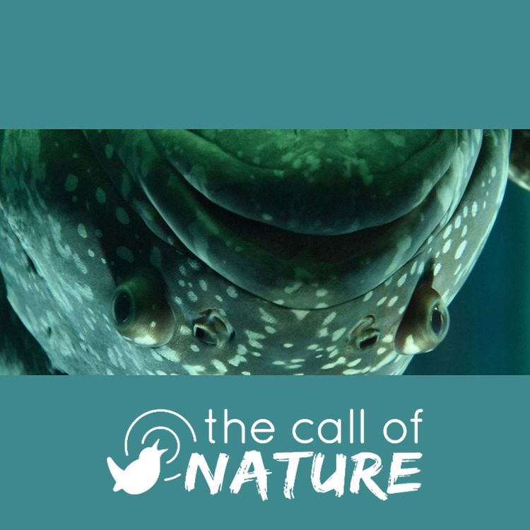 cover art for Episode 1 "Dead fish and Screaming Swifts"