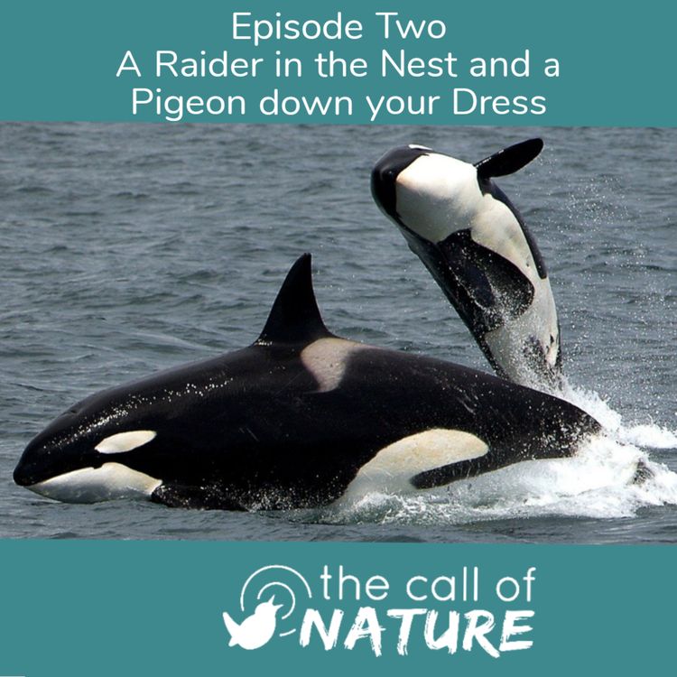 cover art for Episode 2 "A Raider in the Nest and a Pigeon down your Dress"