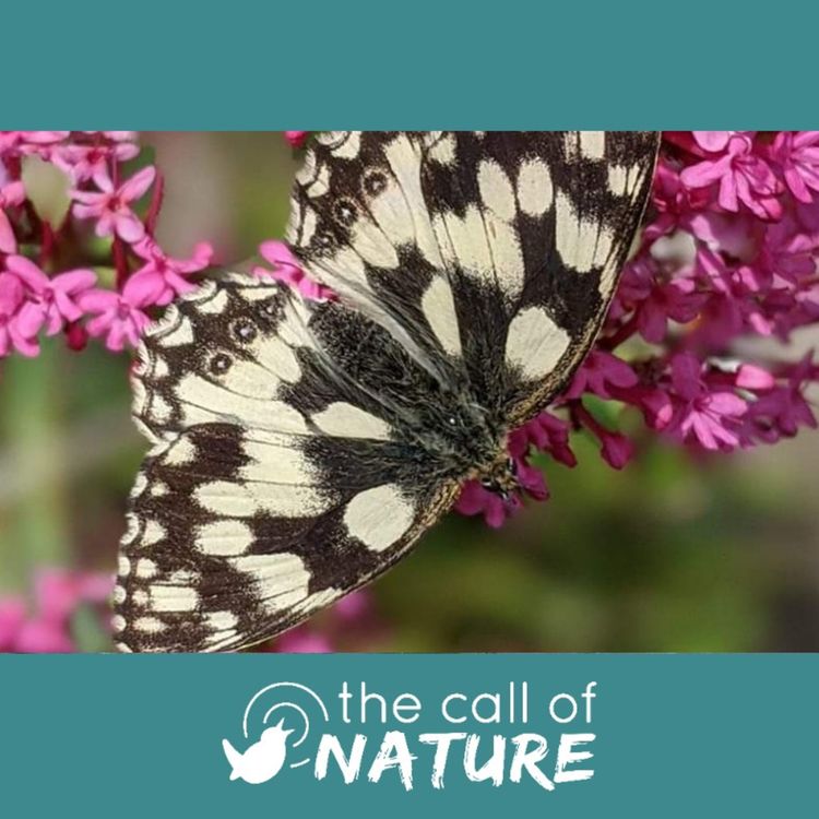 cover art for Episode 3 "Beavers and Beer Goggles"