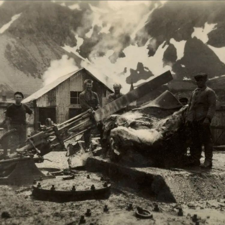 cover art for Garnisonen i Syd-Georgia