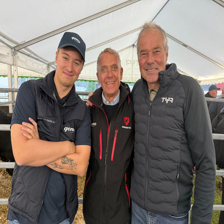 cover art for 70 Kjøttfe, kryssing og kalvingsråd med Håkon Marius Kvæken