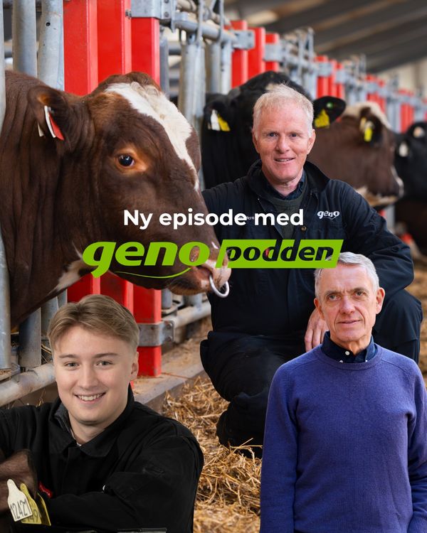 cover art for 75 En halvtime med ren avlsprat: Nye indekser og veien mot 2026