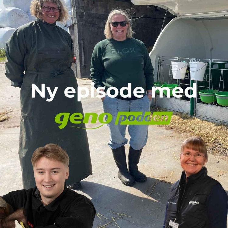 cover art for 80 Friske kalver gir lønnsomme kyr - dette bør du gjøre