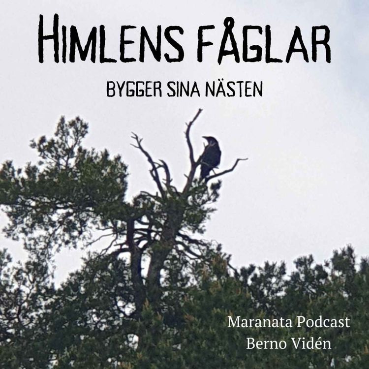 cover art for Himlens fåglar bygger sina nästen