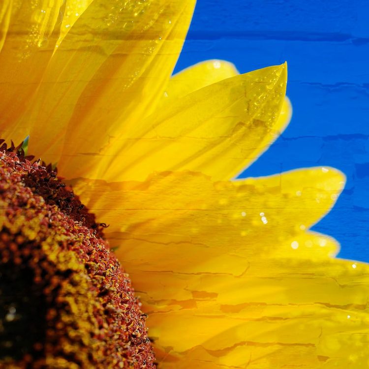 cover art for Affirmations: I Am a Free Sovereign Being. I Activate the Full Power and Resonance of My Being.