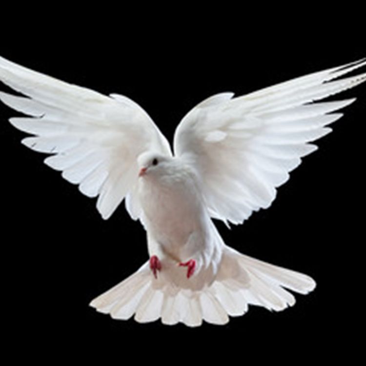 cover art for 31 DAYS WITH THE HOLY SPIRIT-Day-21