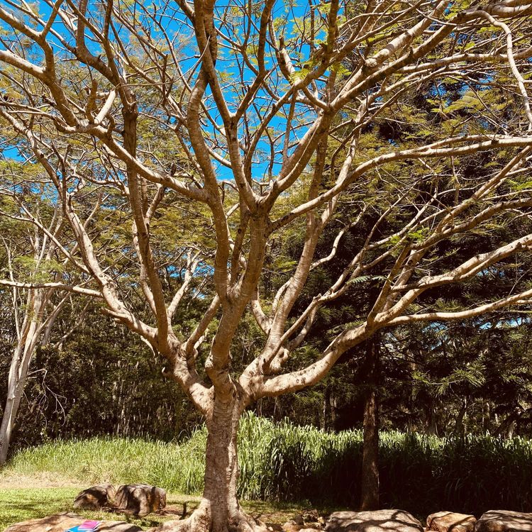 cover art for Conspiracies, argumentative strategies, & the Trivium