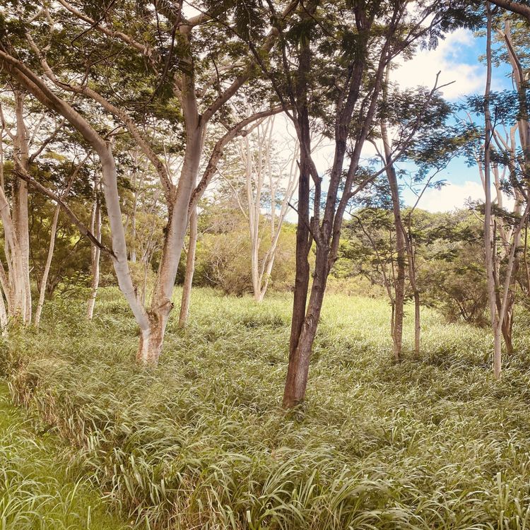 cover art for Fake Butts & Social Engineering the Ugly American