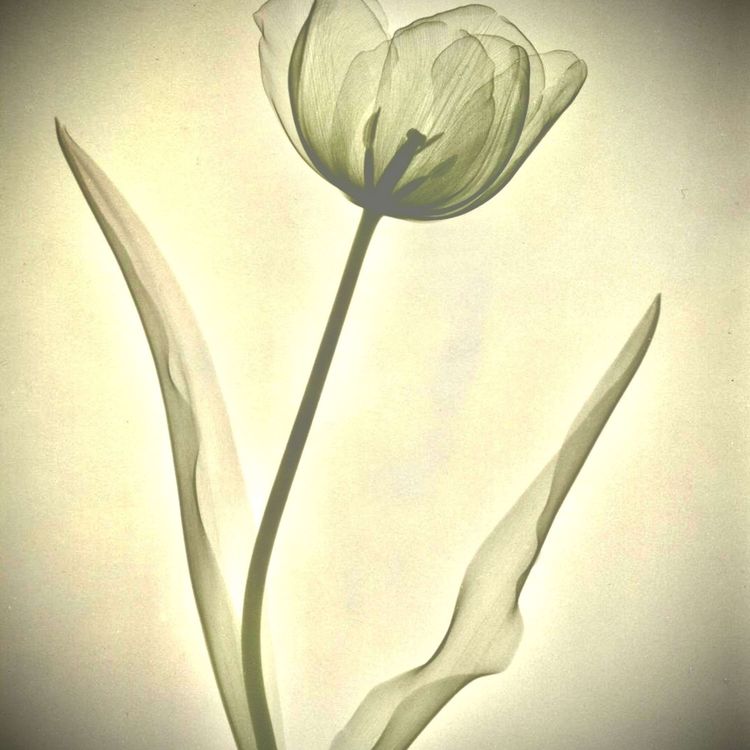 cover art for Drugs & the creative process