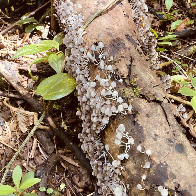 cover art for Manly p Hall, magnetic fields, & mushrooms