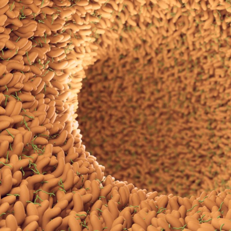 cover art for The gut–brain axis and addiction