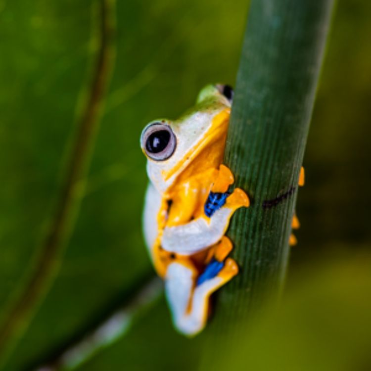cover art for Welcome to the jungle: sequencing for conservation