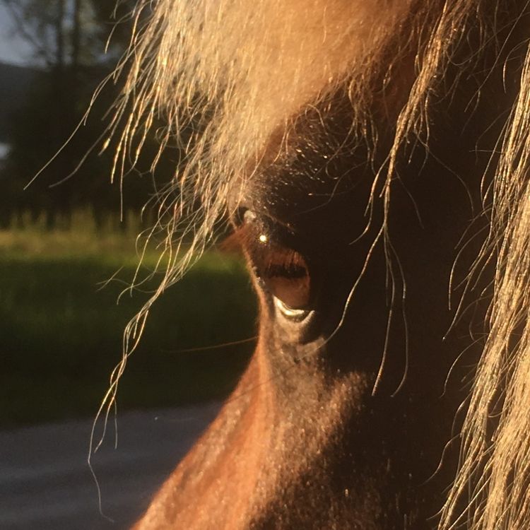 cover art for 8 - Den røde ponnien - MOZ#1