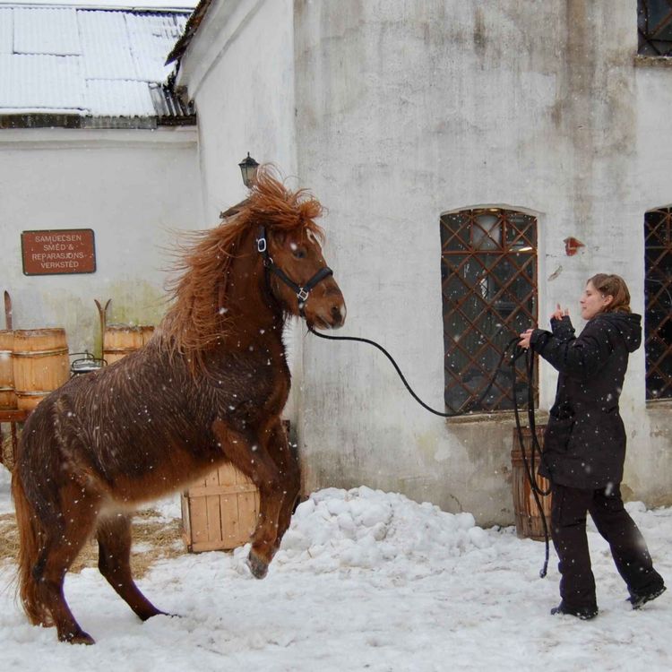 cover art for 74 - Hest på film II - Sofie Polmar