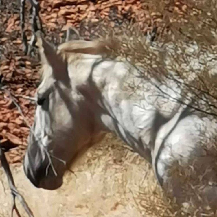 cover art for 84 - Hestens rett til et godt liv 2