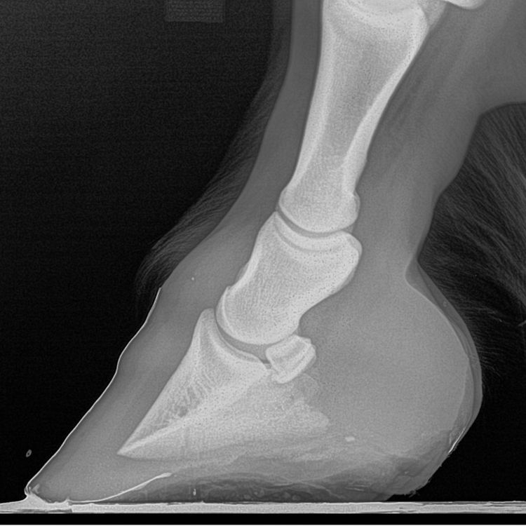 cover art for 85 - Hesten min og jeg II