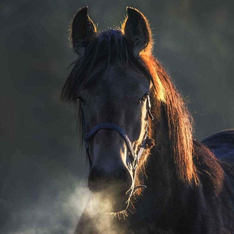 cover art for 90 - Hesten som psykoterapeut II