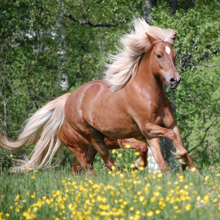 cover art for 102 - Hestens rett til et godt liv 5