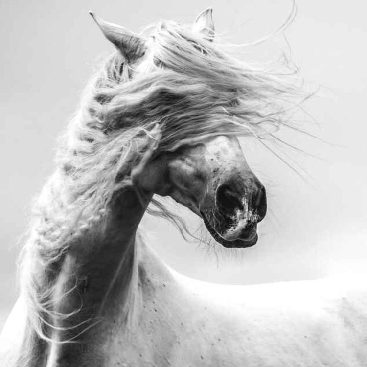 cover art for 111 - Møt Ada Vrolijk