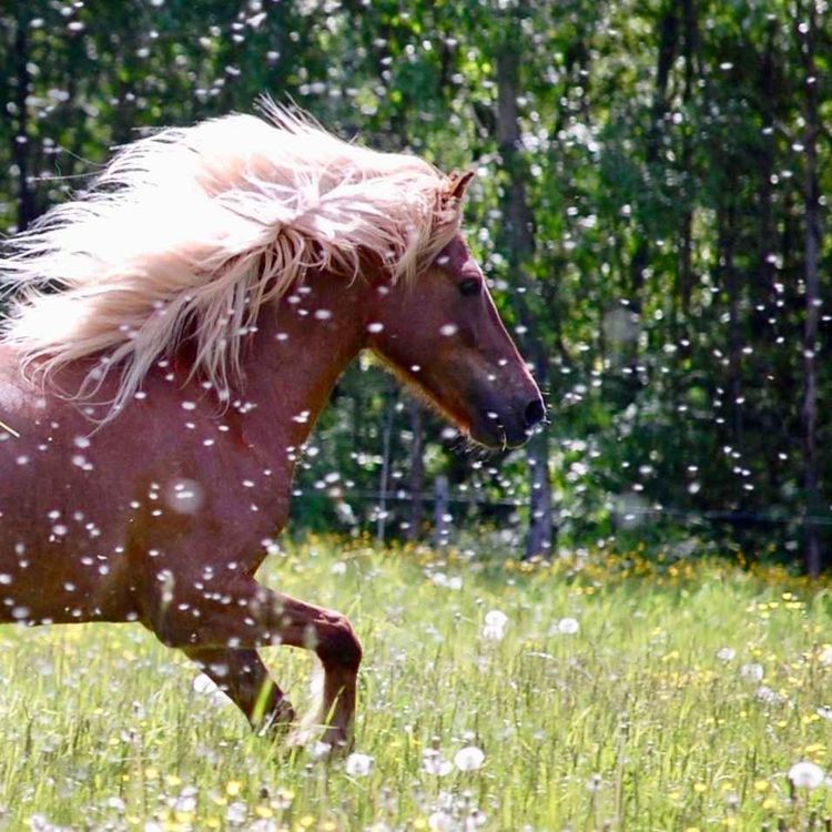 cover art for 110 - Å skrive med lys