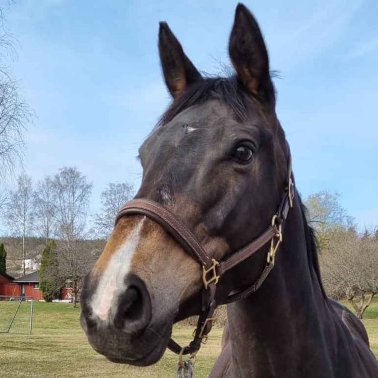 cover art for 119 - Gåten Daphne II