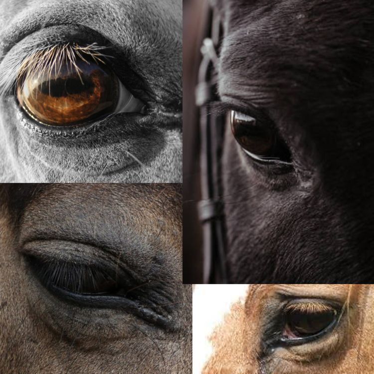 cover art for BONUS Møt Sue Dyson