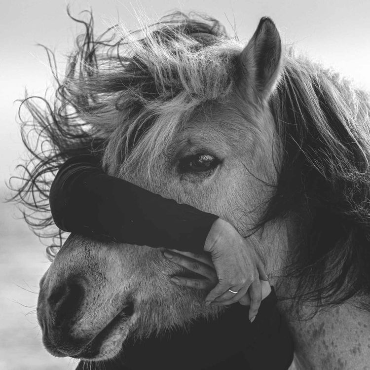 cover art for 123 - Hesten som livredder