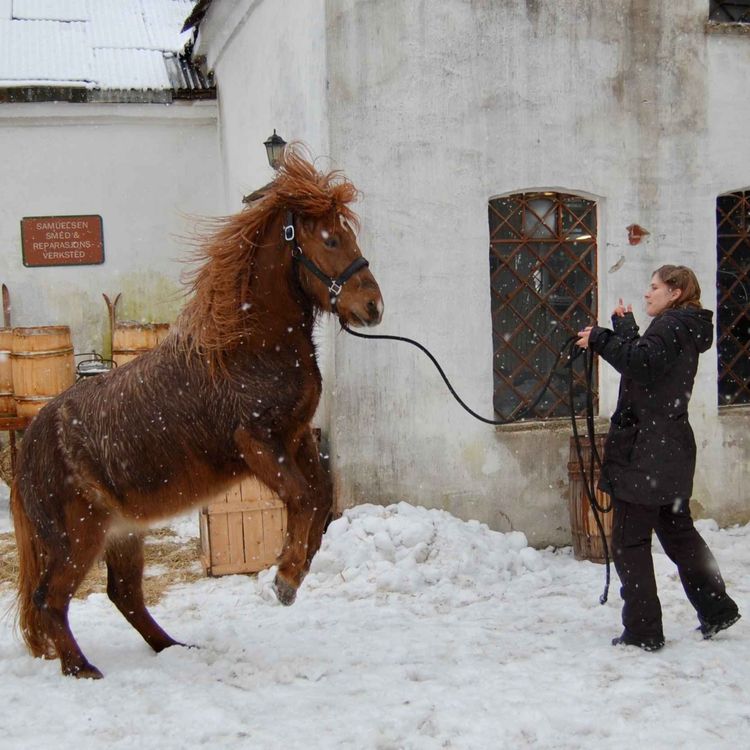 cover art for REPRISE: På settet til Kampen om Narvik