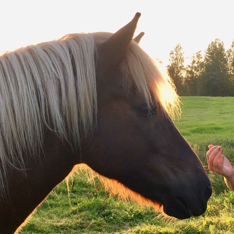 cover art for 133 - Refleksjoner III