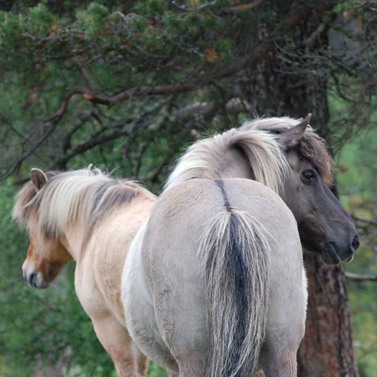 cover art for 11 - Tinas vidunderlige hester - MOZ#2