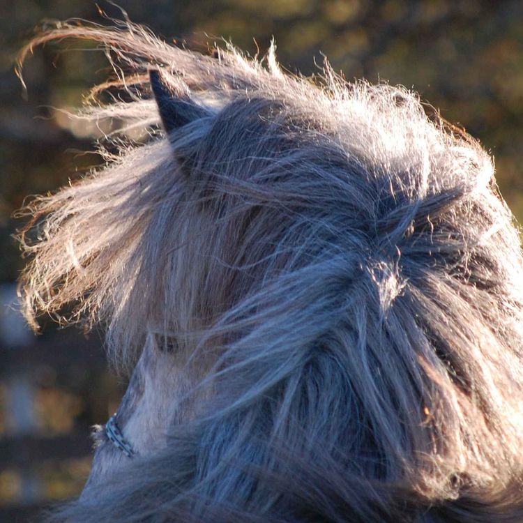 cover art for 153 - Å snakke sitt eget språk