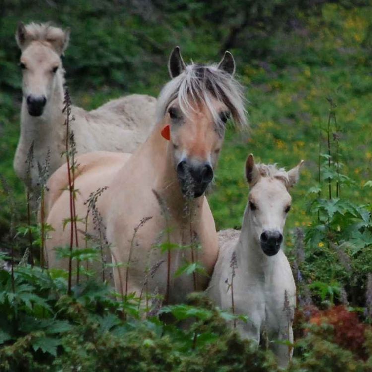 cover art for 154 - Tilbake i Sikkilsdalen