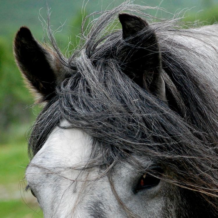 cover art for 155 - Holistisk, sa du?